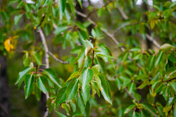Closeup of green leaves on tree branch in forest