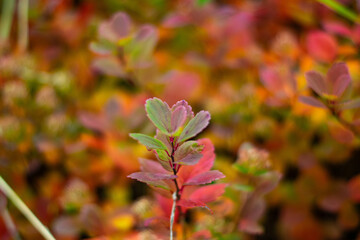 Closeup of colorful autumn leaves with soft blurred background in nature