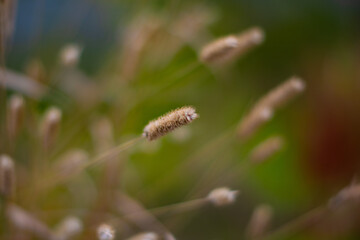 Closeup of dry grass spikelet with blurred natural background