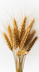 Fototapeta premium Close-up of golden wheat stalks against white background, showcasing texture and detail, representing harvest, abundance, and natural beauty