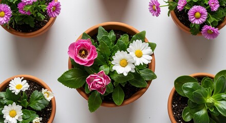 Top view of flower pots with pink and white daisy flowers