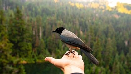 A gray bird perches gently on a hand, overlooking a lush forest