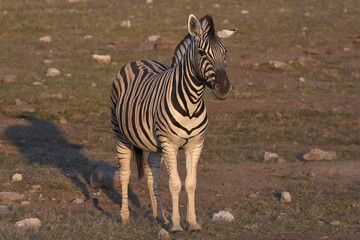 Steppenzebra (Equus quagga) im Etoscha Nationalpark in Namibia