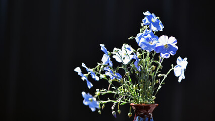 Linum perenne, the perennial flax, blue flax or lint, flowering plant in the family Linaceae, little blue blooming flowers close up macro in meadow, field, soft focus. industry, agricultural culture