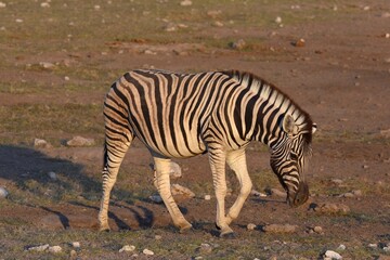 Steppenzebra (Equus quagga) im Etoscha Nationalpark in Namibia