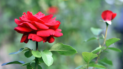 Red rose flower background. Red roses on a bush in the garden, close-up. Red rose flower, beautiful tender in the flowerbed. Red Rose, magic, Plant care, landscaping, holiday gift for a girl