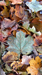 Dry leaves on the ground in a beautiful autumn forest. autumn background, fallen leaves in a forest or park. Grove. selective soft focus. autumn colors, beautiful season. autumn season, first frosts