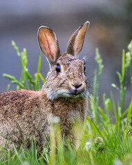 Rabbit is standing in a field of grass