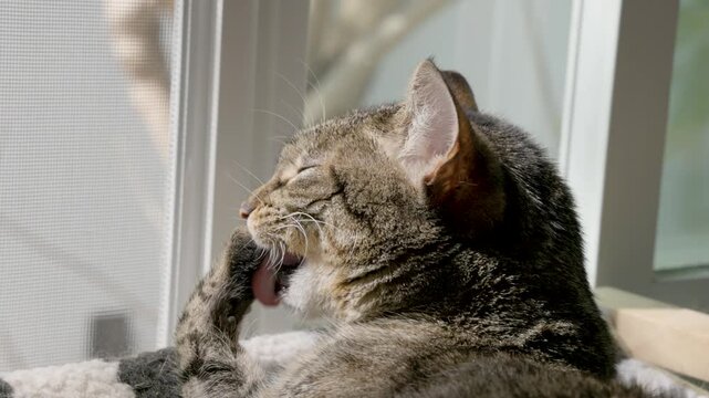 Cat Cleaning Her Soft Paws - Cute Kitty Washing Her Paws