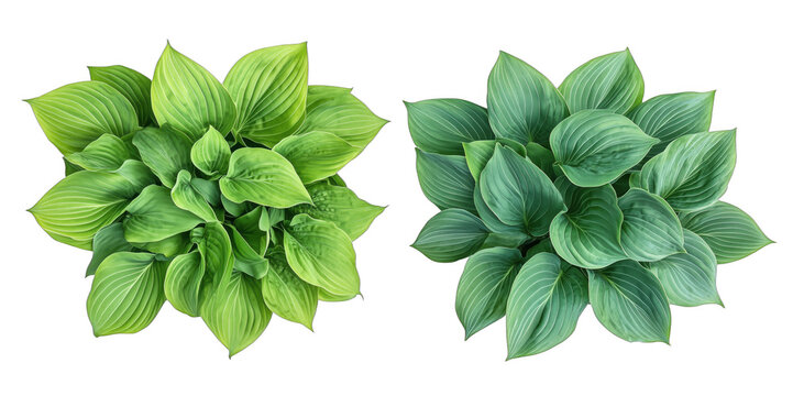 Hosta plants arrangement showcasing vibrant green foliage and unique leaf textures, clean PNG