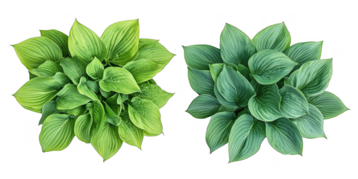 Hosta plants arrangement showcasing vibrant green foliage and unique leaf textures, clean PNG