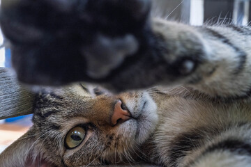 Malice d’un jeune chat tigré jouant avec l’objectif photo