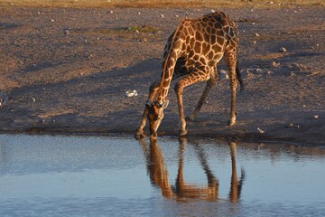 Steppengiraffe (giraffa camelopardalis) trinkt am Wasserloch Chudop im Etoscha Nationalpark
