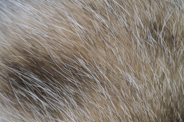 Joli poil du ventre d’un chat tigré en plein cadre