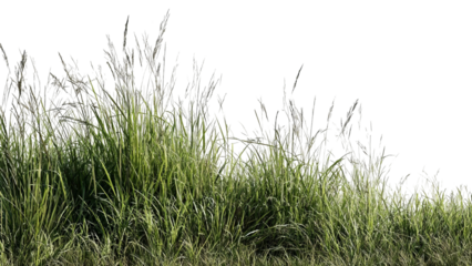 PNG of Lush green grass swaying gently in the breeze, creating a vibrant natural scene.