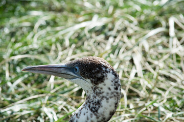 Young Cormorant in the Zoo, 
Junger Kormoran im Zoo