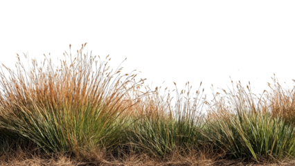 PNG of Lush green and golden grasses sway gently in the wind against a dark backdrop, creating a serene natural scene.