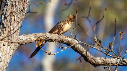 White-rumped anu, Guira guira, is a species of bird in the cuculidae family that occurs in South America.