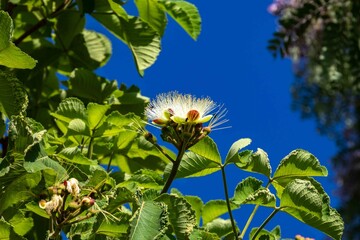 Obraz premium Flowering of the pequi caryocar brasiliense in the cerrado biome, a wild tree of the Brazilian cerrado biome