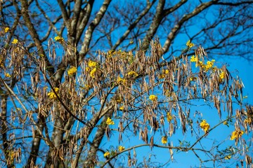 Wonderful and contrasting Brazilian yellow ipê flower Handroanthus albus, Bignoniaceae, which blooms in the months of August and September