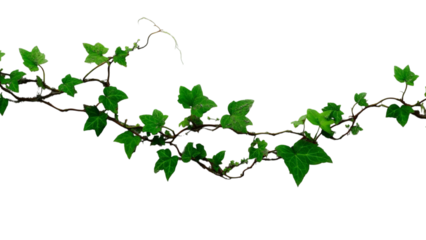 PNG of A lush green ivy vine with vibrant leaves, elegantly cascading, creating a natural and fresh atmosphere.
