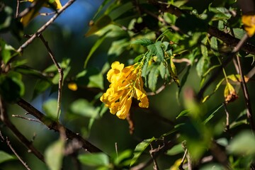 Wonderful and contrasting Brazilian yellow ipê flower Handroanthus albus, Bignoniaceae, which blooms in the months of August and September