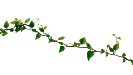 PNG of A vibrant green branch with fresh leaves, showcasing the beauty of nature in a delicate and elegant manner.