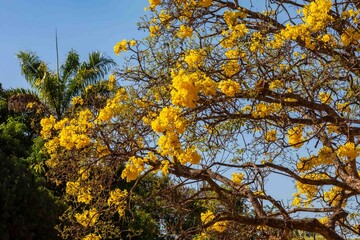 Fototapeta premium Wonderful and contrasting Brazilian yellow ipê flower Handroanthus albus, Bignoniaceae, which blooms in the months of August and September