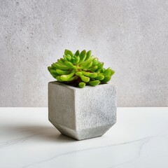 Vibrant Green Succulent in Modern Geometric Concrete Pot on White Marble Table