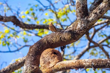 Nest of the Brazilian bird known as João-de-barro, Furnarius rufus, found throughout the national territory and South America