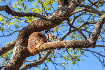 Nest of the Brazilian bird known as João-de-barro, Furnarius rufus, found throughout the national...