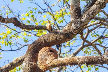 Nest of the Brazilian bird known as João-de-barro, Furnarius rufus, found throughout the national territory and South America
