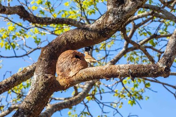 Nest of the Brazilian bird known as João-de-barro, Furnarius rufus, found throughout the national territory and South America