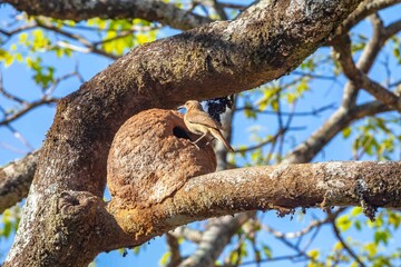 Nest of the Brazilian bird known as João-de-barro, Furnarius rufus, found throughout the national territory and South America