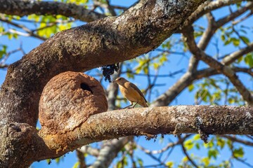 Nest of the Brazilian bird known as João-de-barro, Furnarius rufus, found throughout the national territory and South America