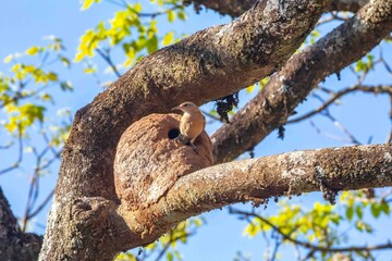 Nest of the Brazilian bird known as João-de-barro, Furnarius rufus, found throughout the national territory and South America