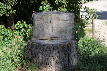 Fototapeta premium tronco