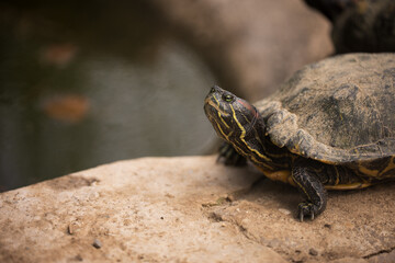 Turtle resting on rock near water
