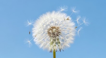 Obraz premium A close up of a dandelion against a clear light blue background