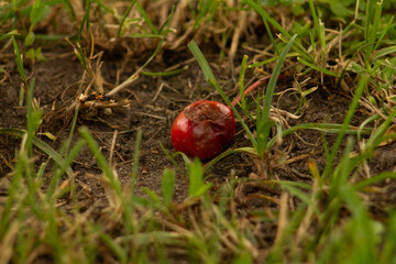 rotten cherry in the garden