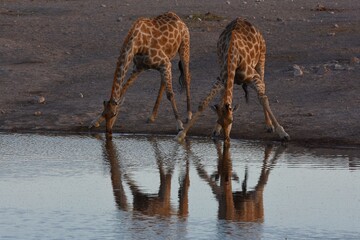Steppengiraffen (giraffa camelopardalis) trinken am Wasserloch Chudop im Etoscha Nationalpark in Namibia