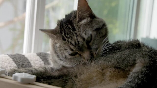 Cute Cat Grooming Under Sunlight