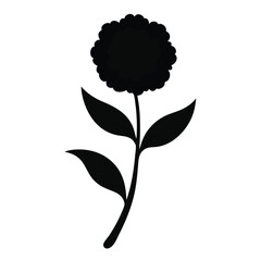 Sweet William Silhouette Illustration on White Background