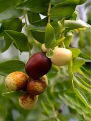 Jujube tree, or wild Chinese date tree