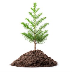 Young Evergreen Tree on Fresh Soil Isolated on White Background
