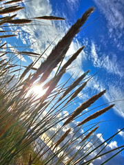 Pampas grass with blue sky and sun in the background.