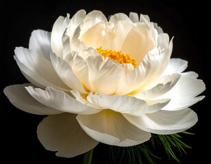 Close-up of a pristine white peony