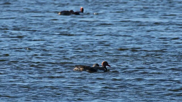 Red-crested pochard Netta rufina . Birds swim and feeds on the lake. Slow motion.