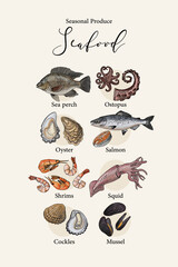 Vector poster with colorful hand drawn illustrations of seasonal seafood: sea perch, octopus, oyster, salmon, shrimps, squid, cockles, and mussels. Botanical and culinary style artwork with line and c