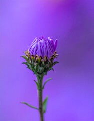 Close-up of a purple flower bud (1)